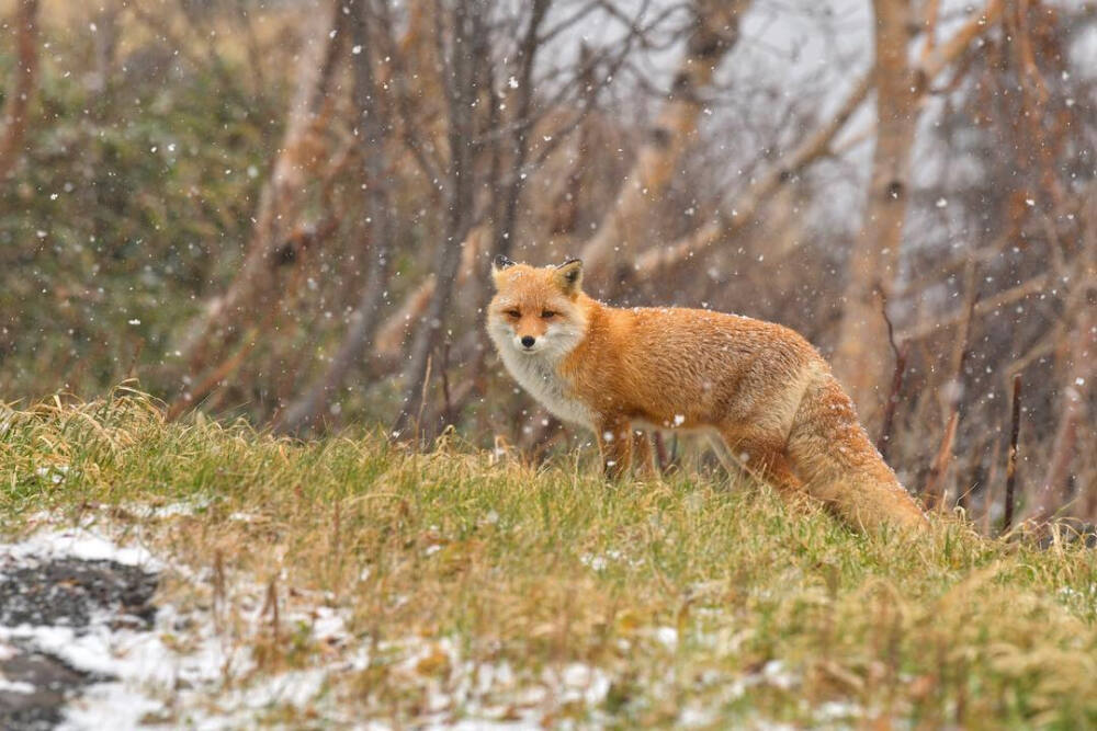 狐狸 北海道 上富良野 冬の始まり