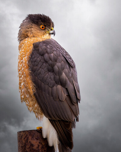 库氏鹰 英文名 Cooper's Hawk 学名 Accipiter cooperii