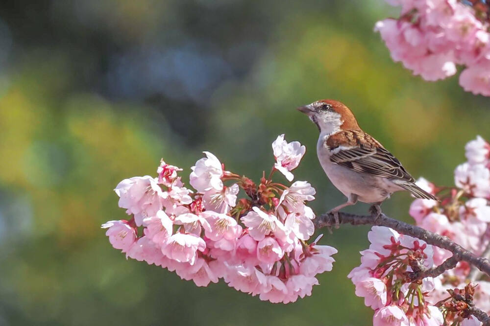 山麻雀 入内雀 ニュウナイスズメ 安行寒桜 樱花 