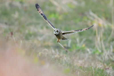 短耳鸮 英文名 Short-eared Owl 学名 Asio flammeus 
