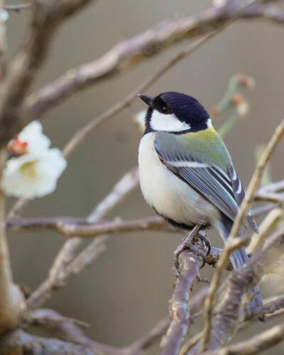 山雀 titmouse 梅に留まるシジュウカラ Great tit on the plum tree 