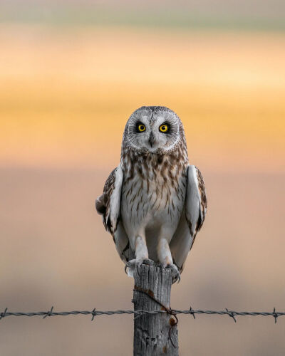 短耳鸮 英文名 Short-eared Owl 学名 Asio flammeus 