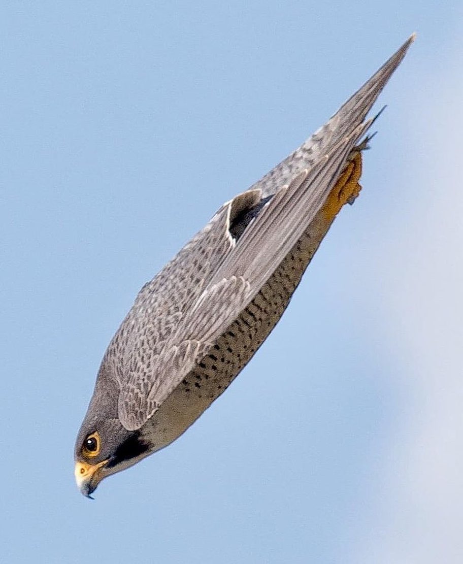 游隼 Peregrine falcon 学名 Falco peregrinus