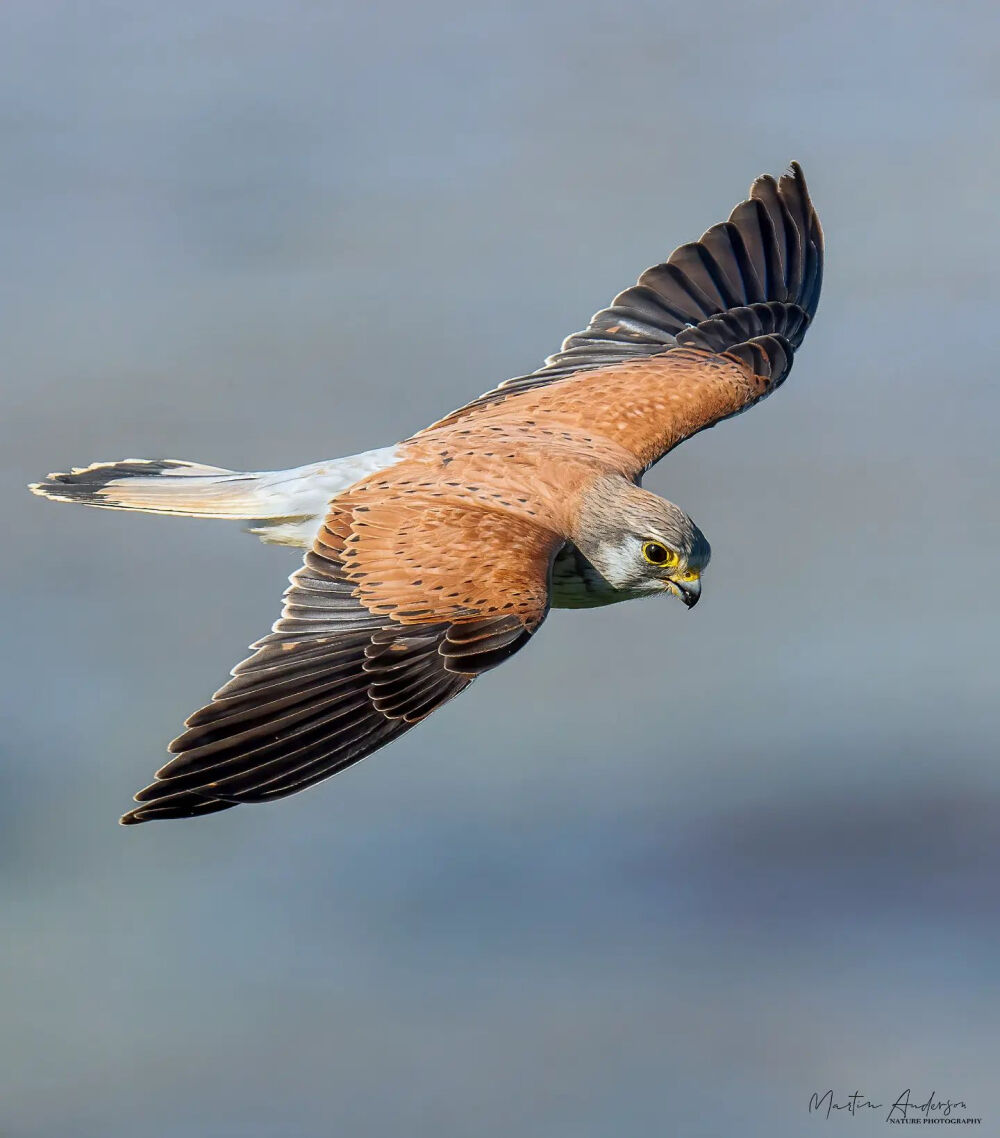 澳洲隼 英文名 Nankeen Kestrel 学名 Falco cenchroides in flight