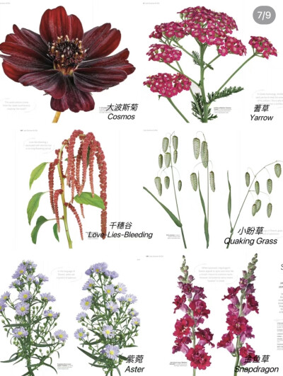 植物英文