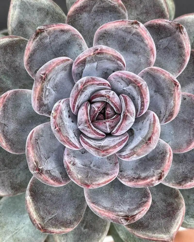  Echeveria 'Purple Stone'