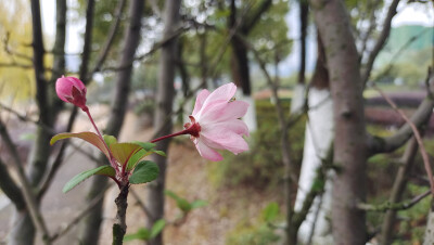 冬天绽放出美丽花朵的垂丝海棠