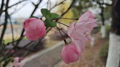 冬天绽放出美丽花朵的垂丝海棠