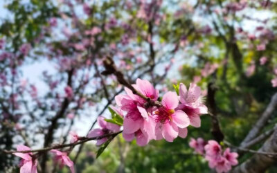 来欣赏花的美丽，这些不仅可以当背景图，也可以当壁纸农村的风景就是美，农村的花就是好看