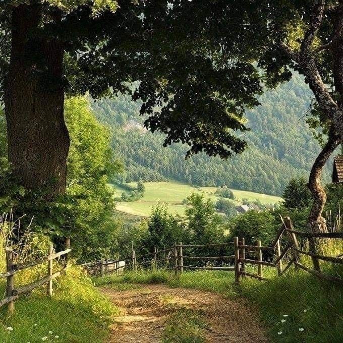 乡村大自然，狗和远山，田野