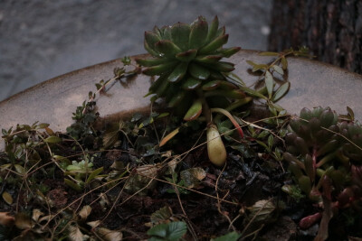 雨天充满着压抑，但这并不能说明雨天不美丽~