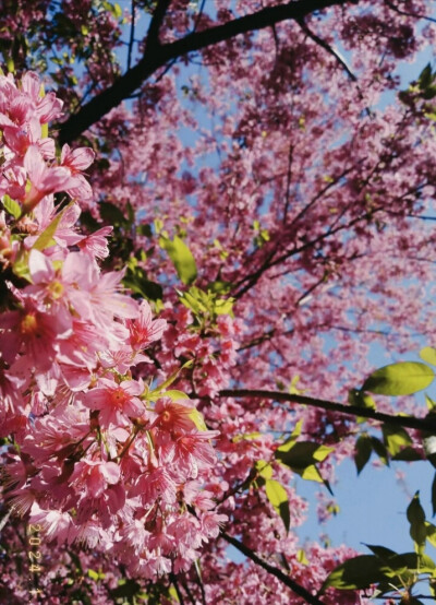 来欣赏花的美丽，这些不仅可以当背景图，也可以当壁纸农村的风景就是美，农村的花就是好看