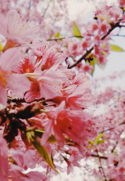 来欣赏花的美丽，这些不仅可以当背景图，也可以当壁纸农村的风景就是美，农村的花就是好看