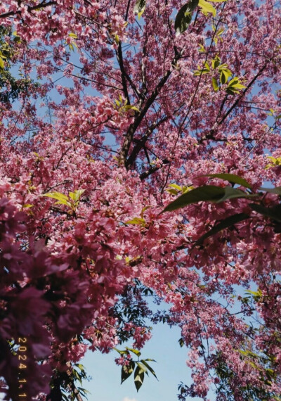 來欣賞花的美麗，這些不僅可以當(dāng)背景圖，也可以當(dāng)壁紙農(nóng)村的風(fēng)景就是美，農(nóng)村的花就是好看