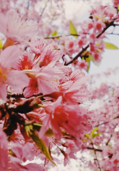 来欣赏花的美丽，这些不仅可以当背景图，也可以当壁纸农村的风景就是美，农村的花就是好看