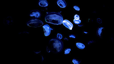 金泰亨
（Fake Love）…I'm so sick of__