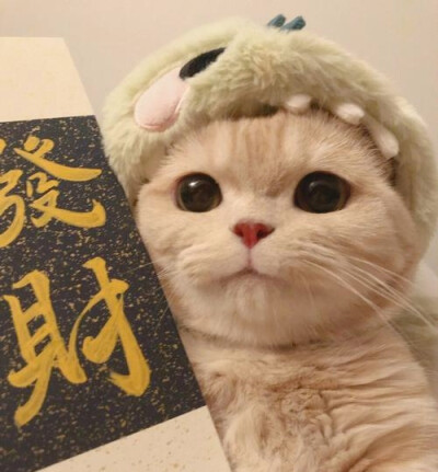 发财猫猫团头来了