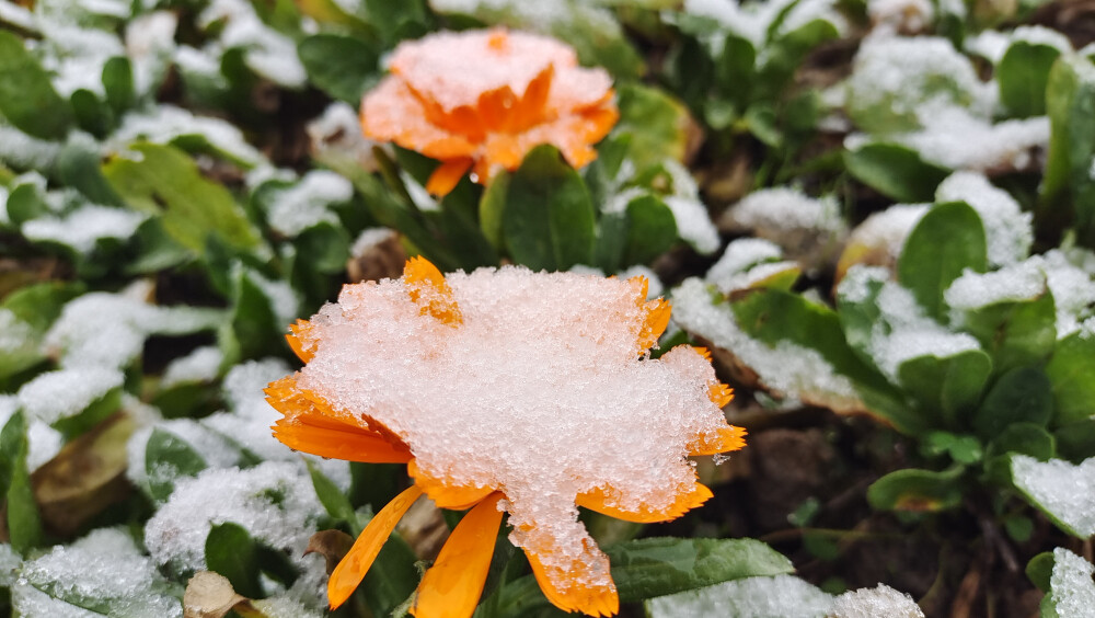 吉安冬韵：雪中万寿菊风景