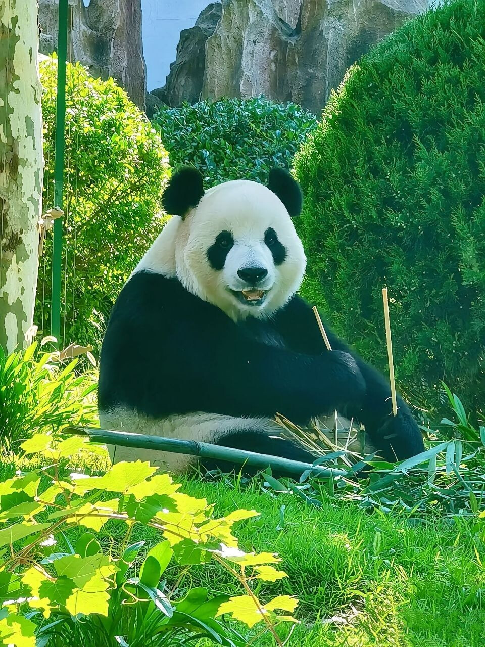 萌妹萌妹萌妹萌妹 大熊猫 飞云