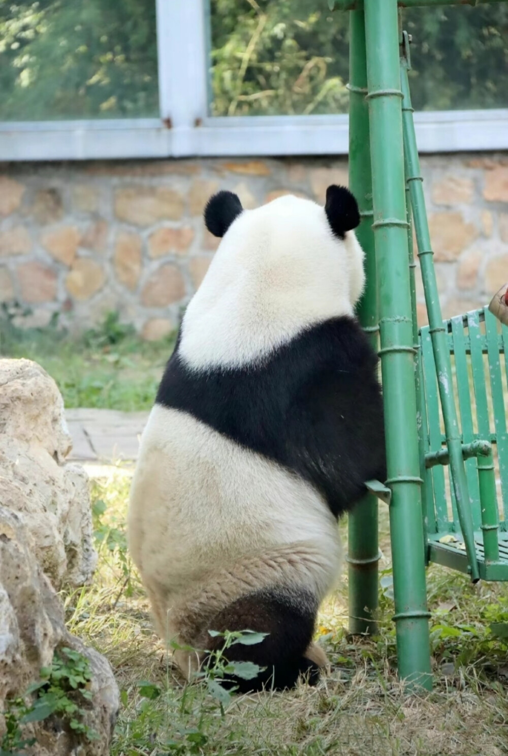 萌妹萌妹萌妹萌妹 大熊猫 飞云