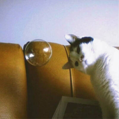 猫猫