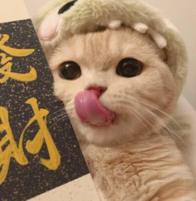 发财猫猫团头来了