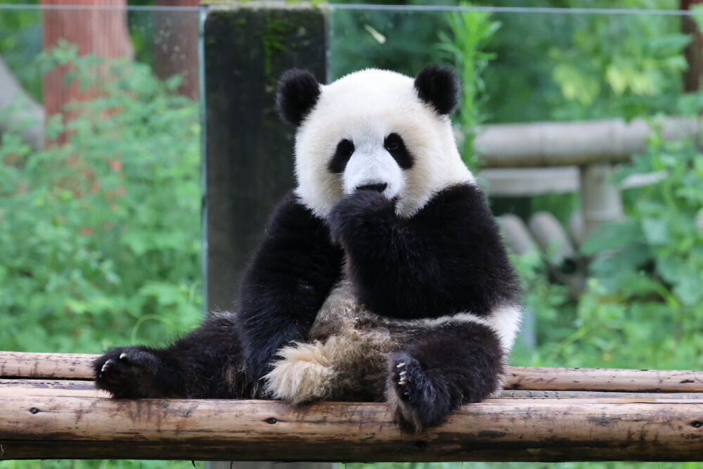 萌妹萌妹萌妹萌妹 大熊猫 飞云