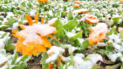 吉安冬韵：雪中万寿菊风景