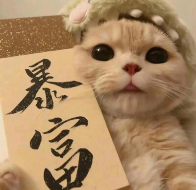 发财猫猫团头来了