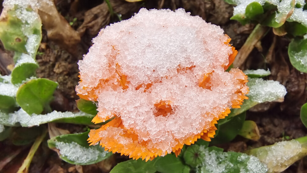 吉安冬韵：雪中万寿菊风景