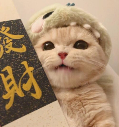 发财猫猫团头来了