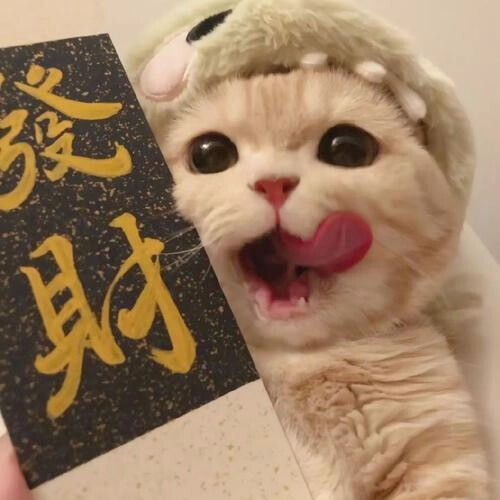 发财猫猫团头来了
