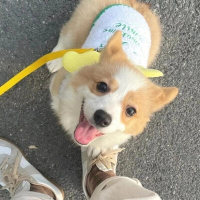 小可爱们