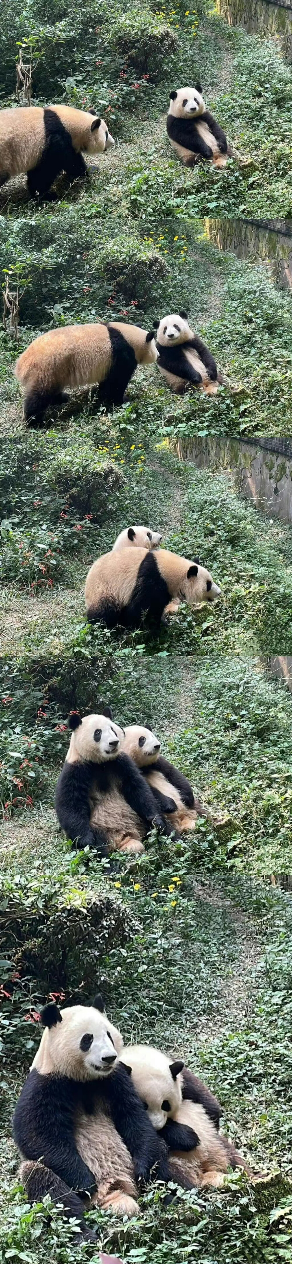 和花,和叶