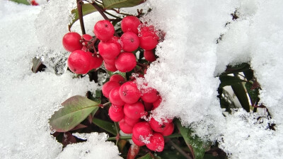 吉安冬韵：冰雪中的南天竹 红色果子更娇艳