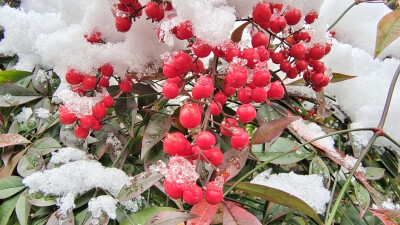 吉安冬韵：冰雪中的南天竹 红色果子更娇艳