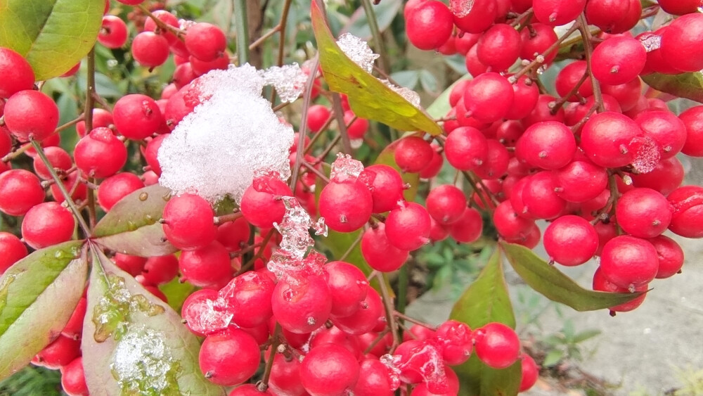 吉安冬韵：冰雪中的南天竹 红色果子更娇艳