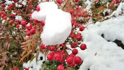 吉安冬韵：冰雪中的南天竹 红色果子更娇艳