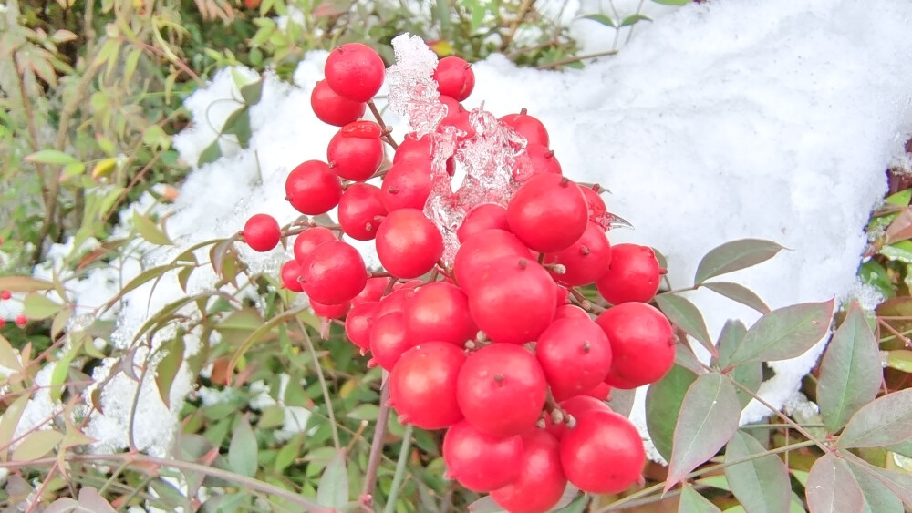 吉安冬韵：冰雪中的南天竹 红色果子更娇艳