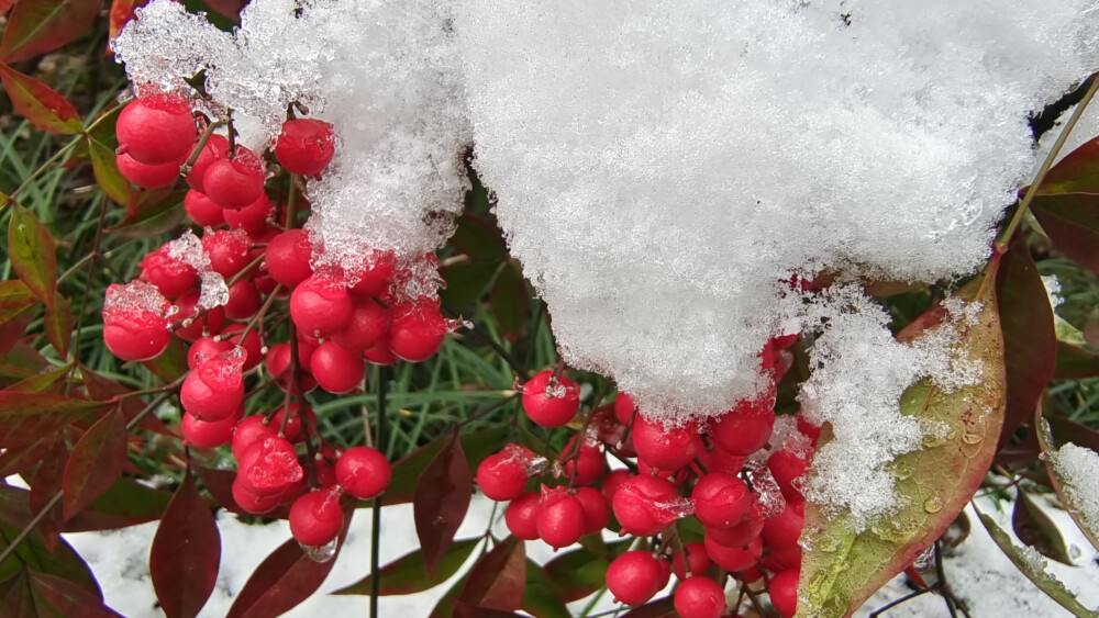 吉安冬韵：冰雪中的南天竹 红色果子更娇艳