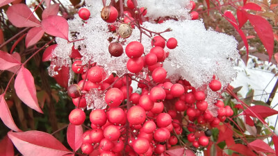 吉安冬韵：冰雪中的南天竹 红色果子更娇艳