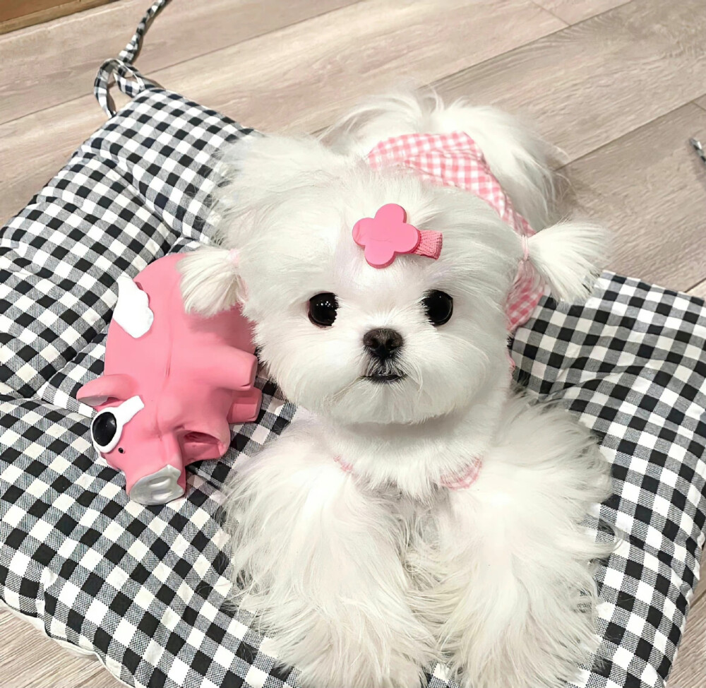 ＂慢吞吞的小孩也会有自己的玫瑰海＂