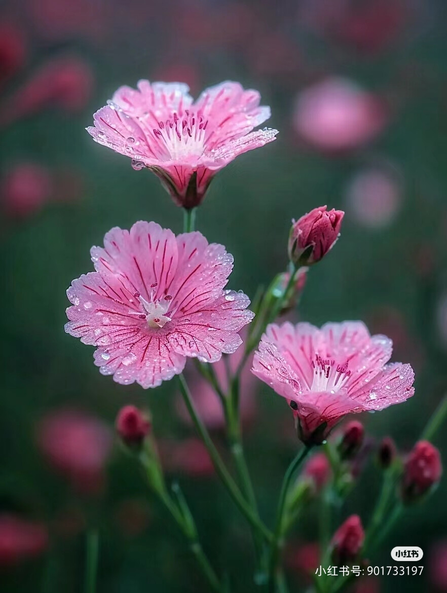 花草