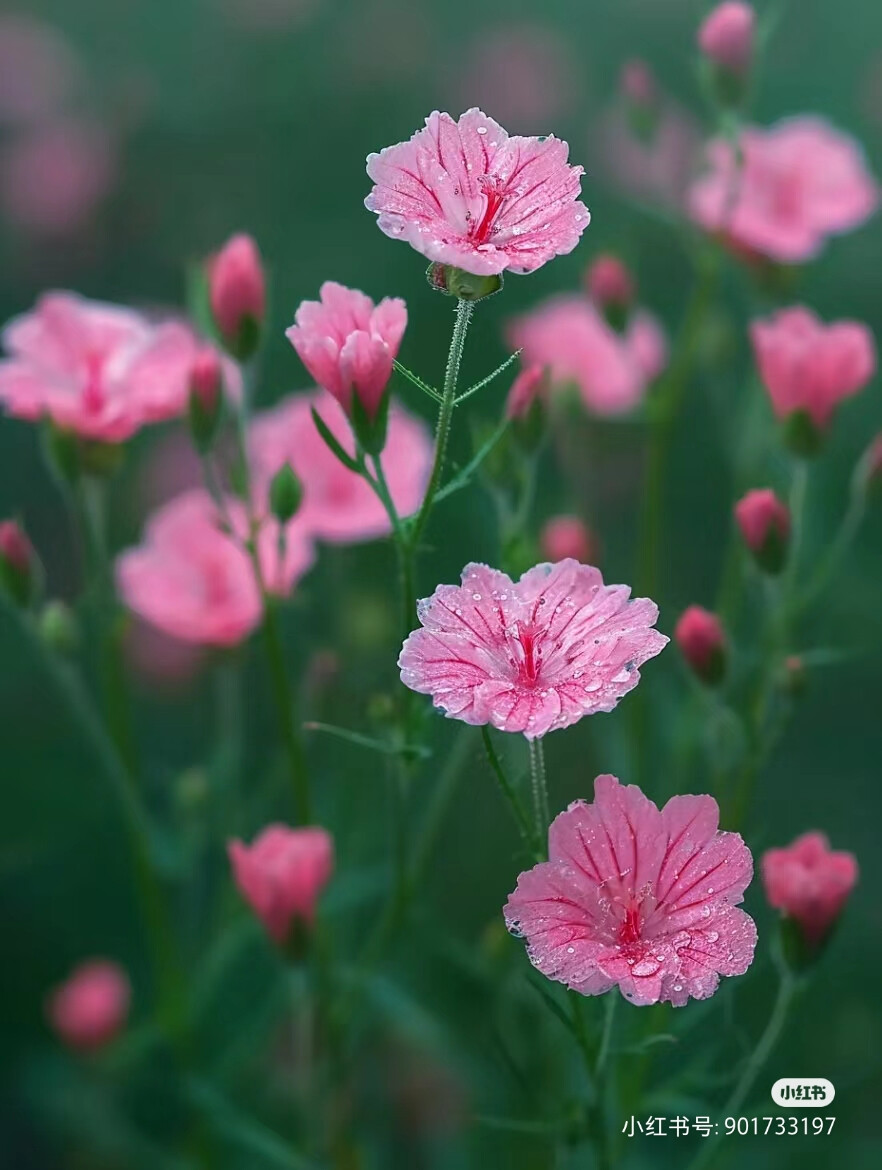 花草