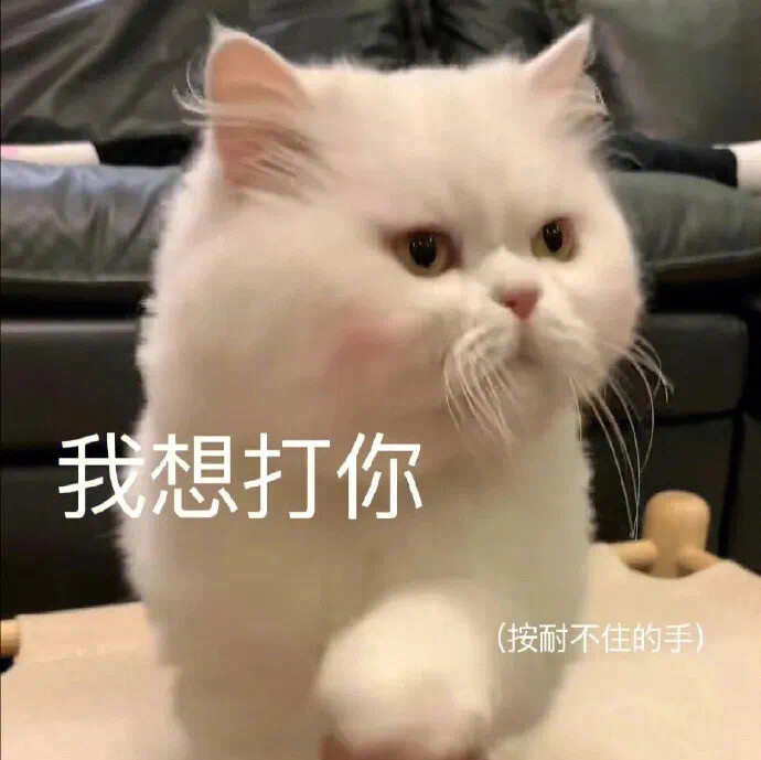 小猫咪表情包