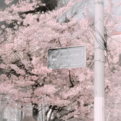 •桜の盛りに私を探しに来てね