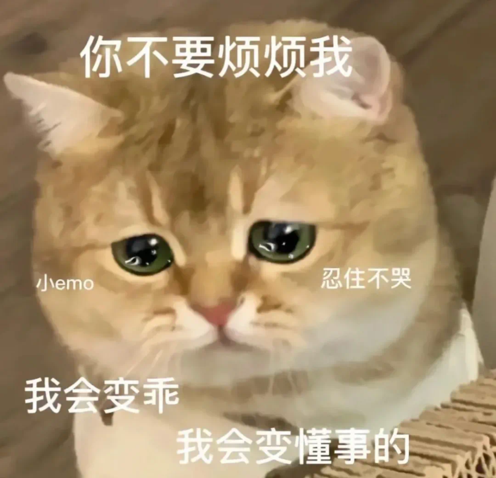 小猫咪表情包