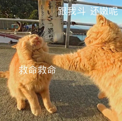 小猫咪表情包