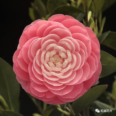 伊丽莎白之女
Elizabeth Weaver
文瓣花中花瓣多的品种，螺旋排列，纯色和白斑偶有。