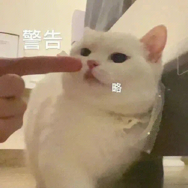 小猫咪表情包